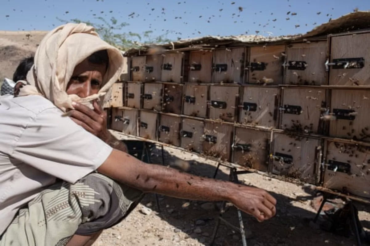 مأرب : احتراق خلايا نحل جراء قصف مدفعي للحوثيين في العبدية