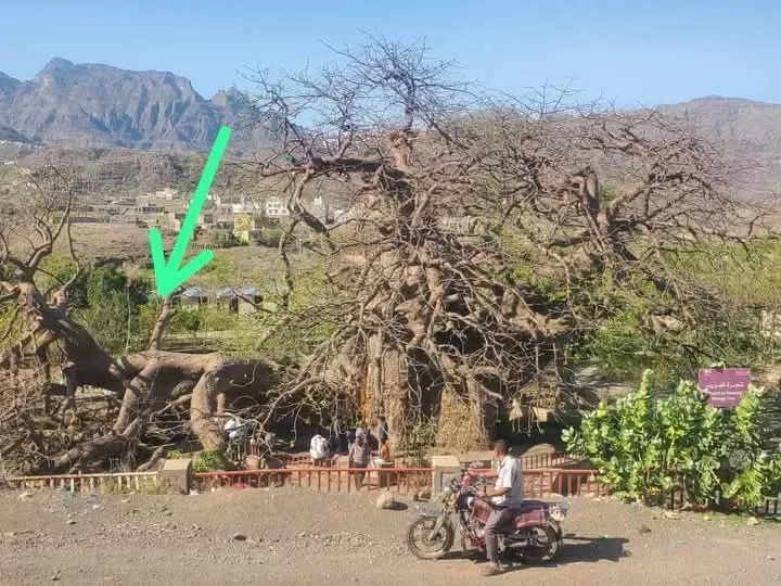 تعز: انقسام "شجرة الغريب" يهدد بانقراض أحد أقدم المعالم الطبيعية في اليمن