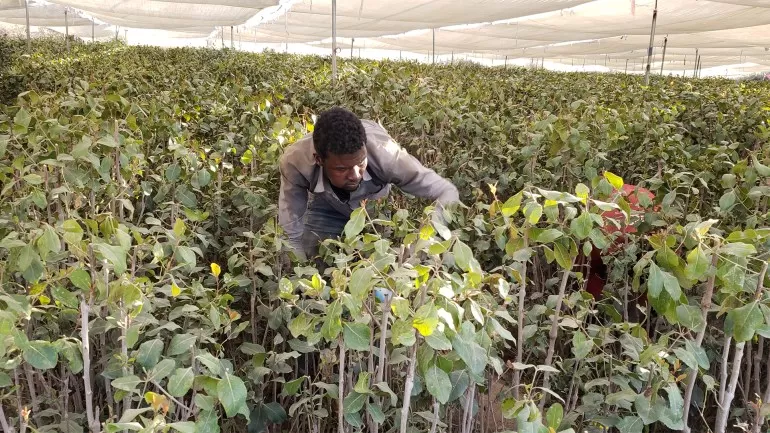 الحوثيون يختطفون عشرات المزارعين بعد احتجاجات ضد الجبايات في حجة