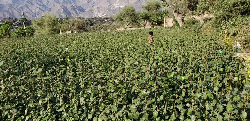 إضراب شامل لمزارعي وبائعي القات في ذمار رفضا لجبايات حوثية تفوق قدرة الإنتاج