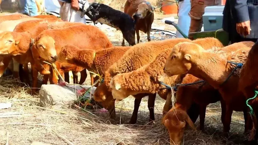 ارتفاع أسعار الأضاحي في تعز يحرم آلاف الأسر من أداء شعيرة العيد