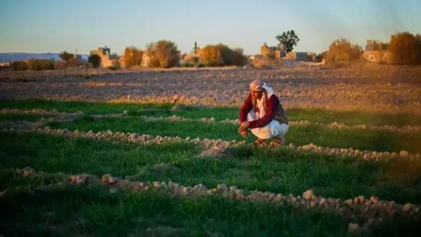"الفاو" تحذر من اضطرابات مناخية تهدد الموسم الزراعي في اليمن
