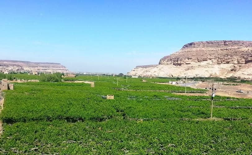 مسلحون حوثيون ينهبون مزرعة بصنعاء ويعتدون على أسرة مالكها