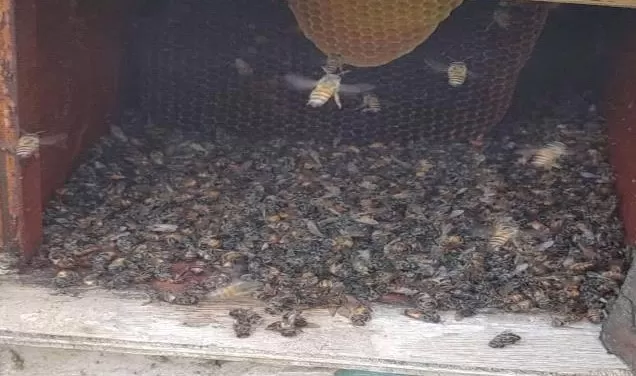 نحال يمني يتهم الحوثيين بالتواطؤ مع تسميم المئات من خلايا النحل في إب