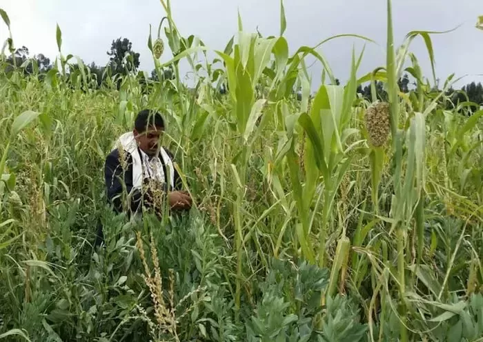 الحوثيون يمنعون مزارعي جنوب تعز من حصاد محاصيلهم إلا بإذن مسبق