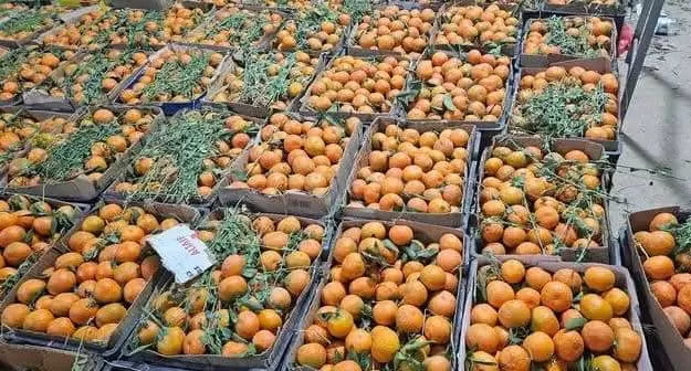 احتكار الحوثيين للتصدير يتسبب بتكدس محصول البرتقال وانهيار أسعاره في الجوف