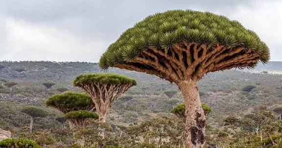 تقرير استقصائي: انتهاكات إماراتية تدمر التنوع البيئي في سقطرى