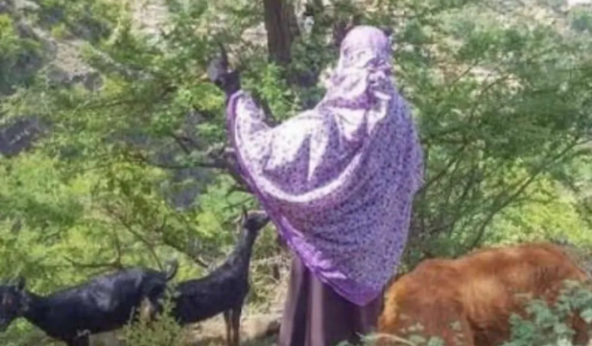 عنصر حوثي يقتل مسنة في إب بسبب دخول أغنامها إلى مزرعته